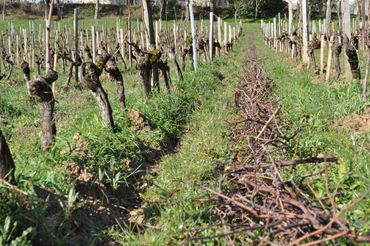   Taille, tirage des bois, mise en sarment